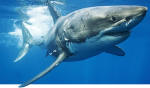 Adopt a White Shark with the Shark Trust