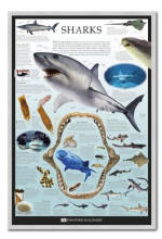 Magnetic Shark Poster Board